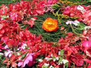 Flowers used in Mayan ceremonies